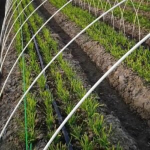Agricultural greenhouse-agriculture